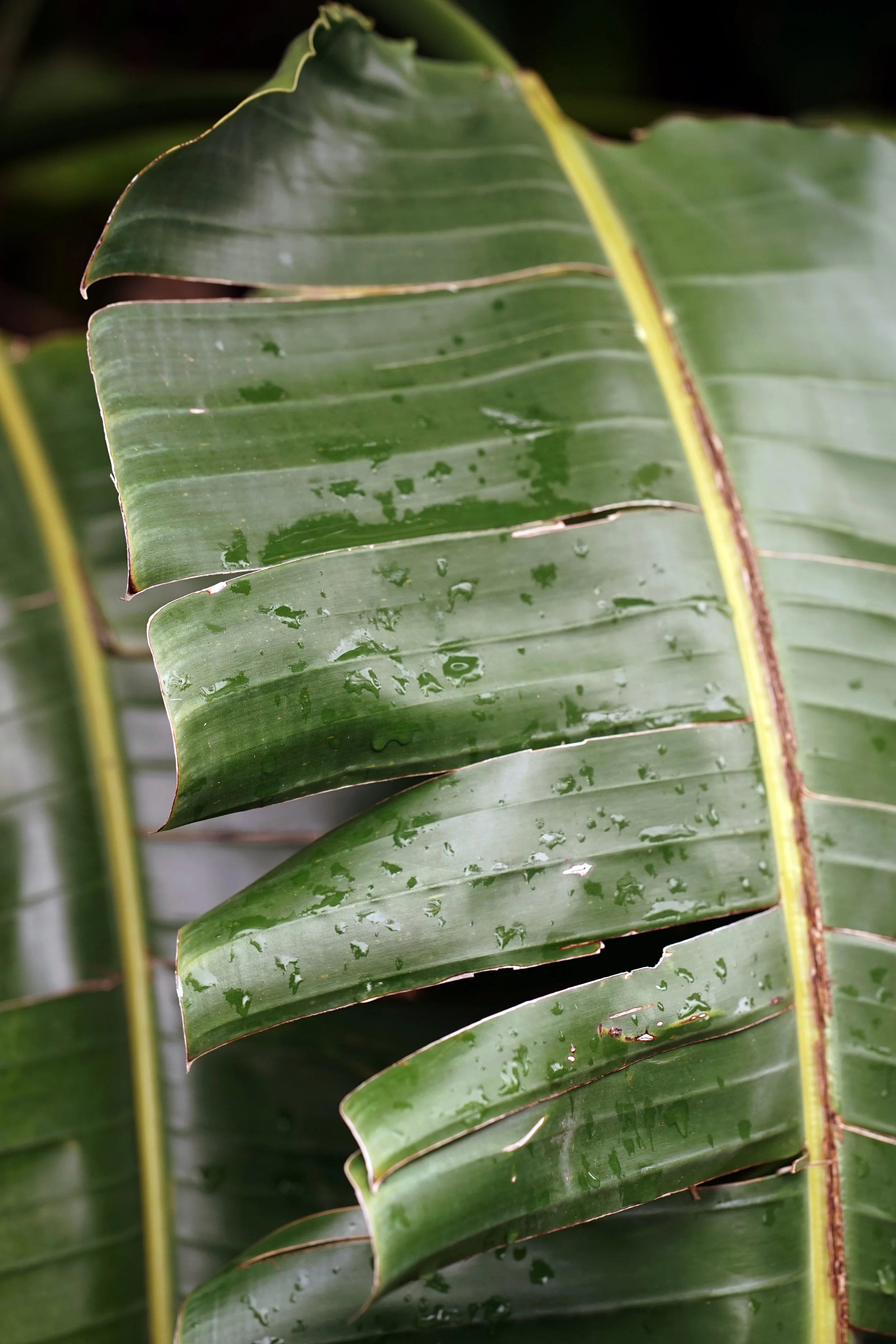 palm leaf.jpg