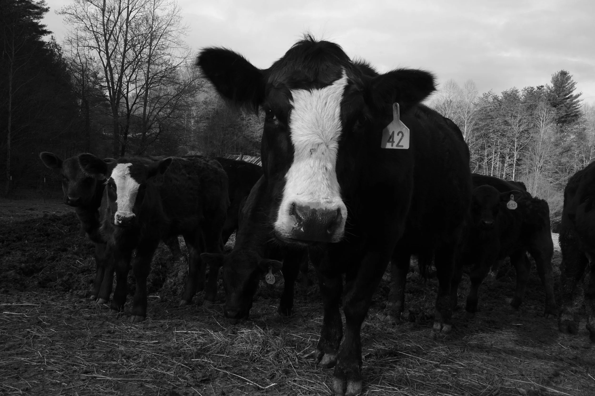 Cowslookingatme.jpg