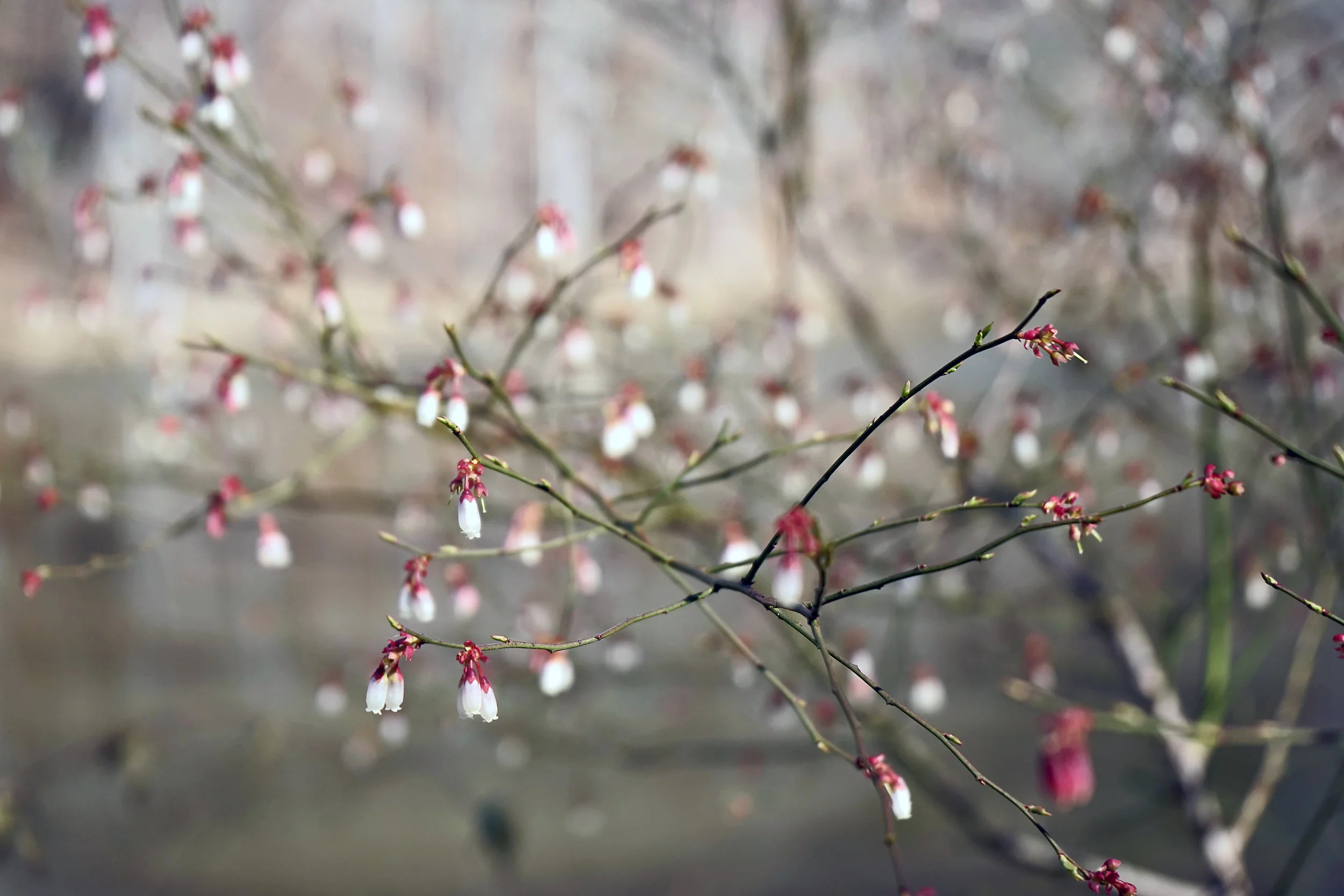 earlyspringmountainflower.jpg