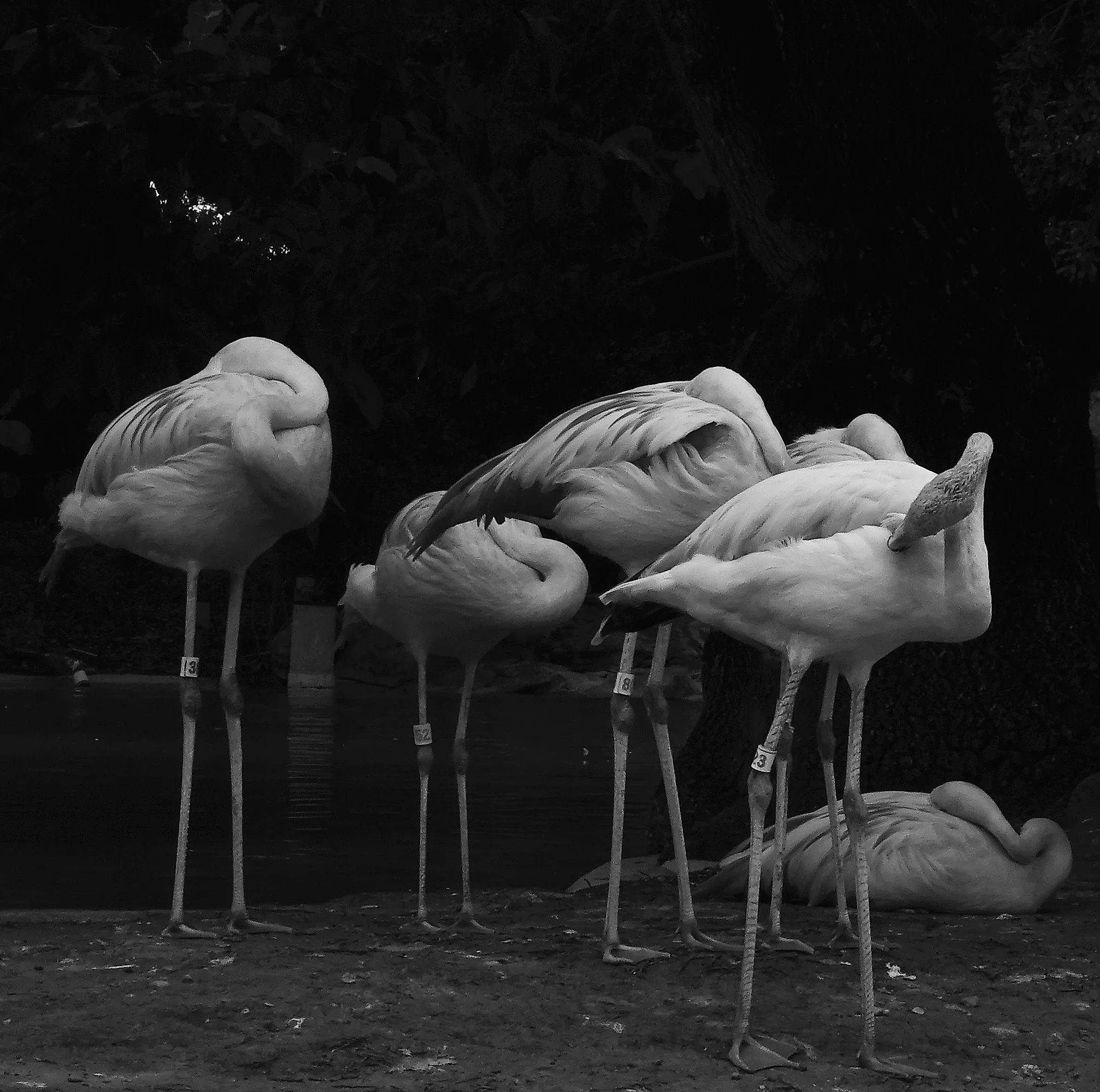 flamingos.jpg