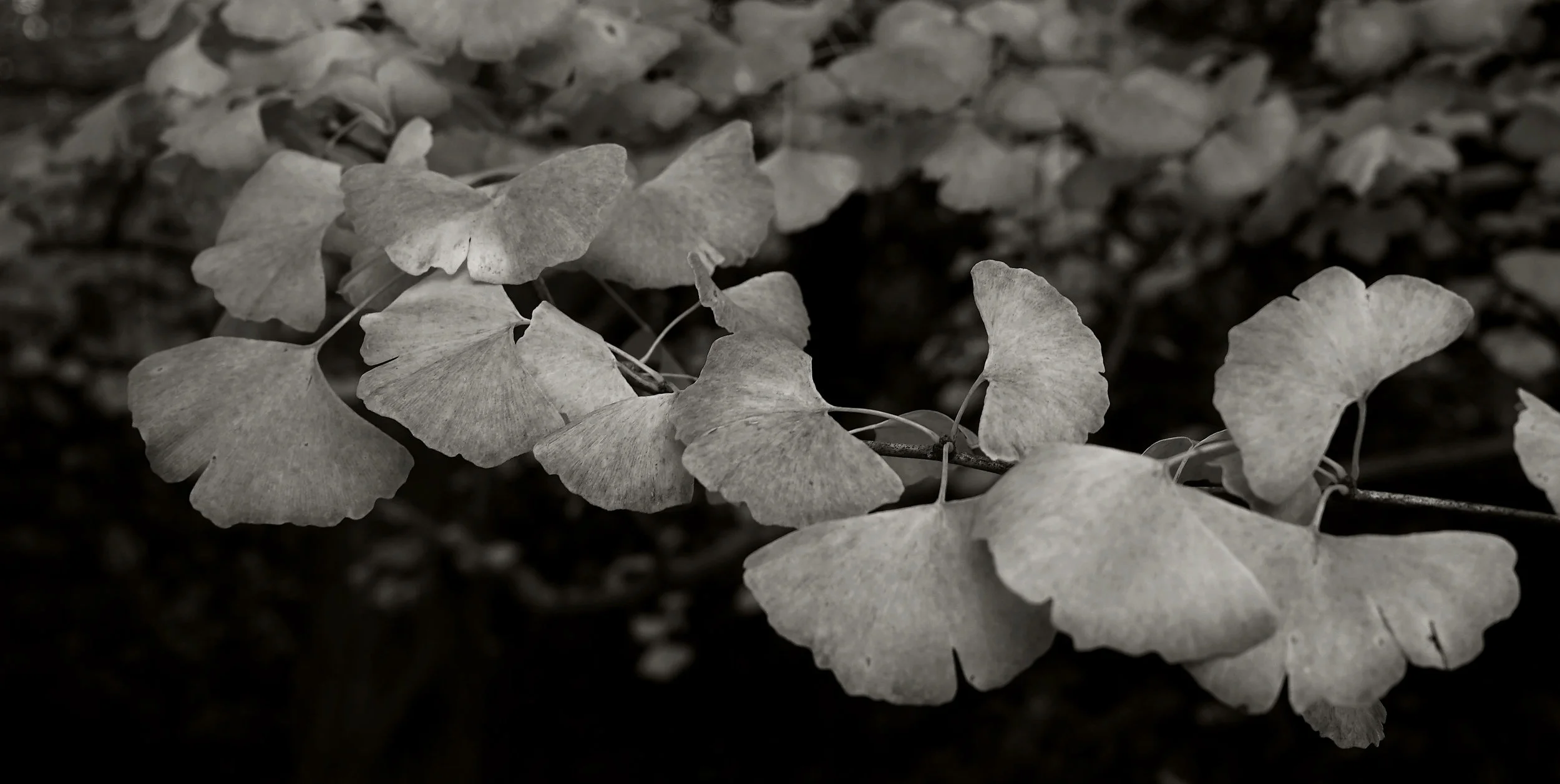 ginkobw6x12.jpg