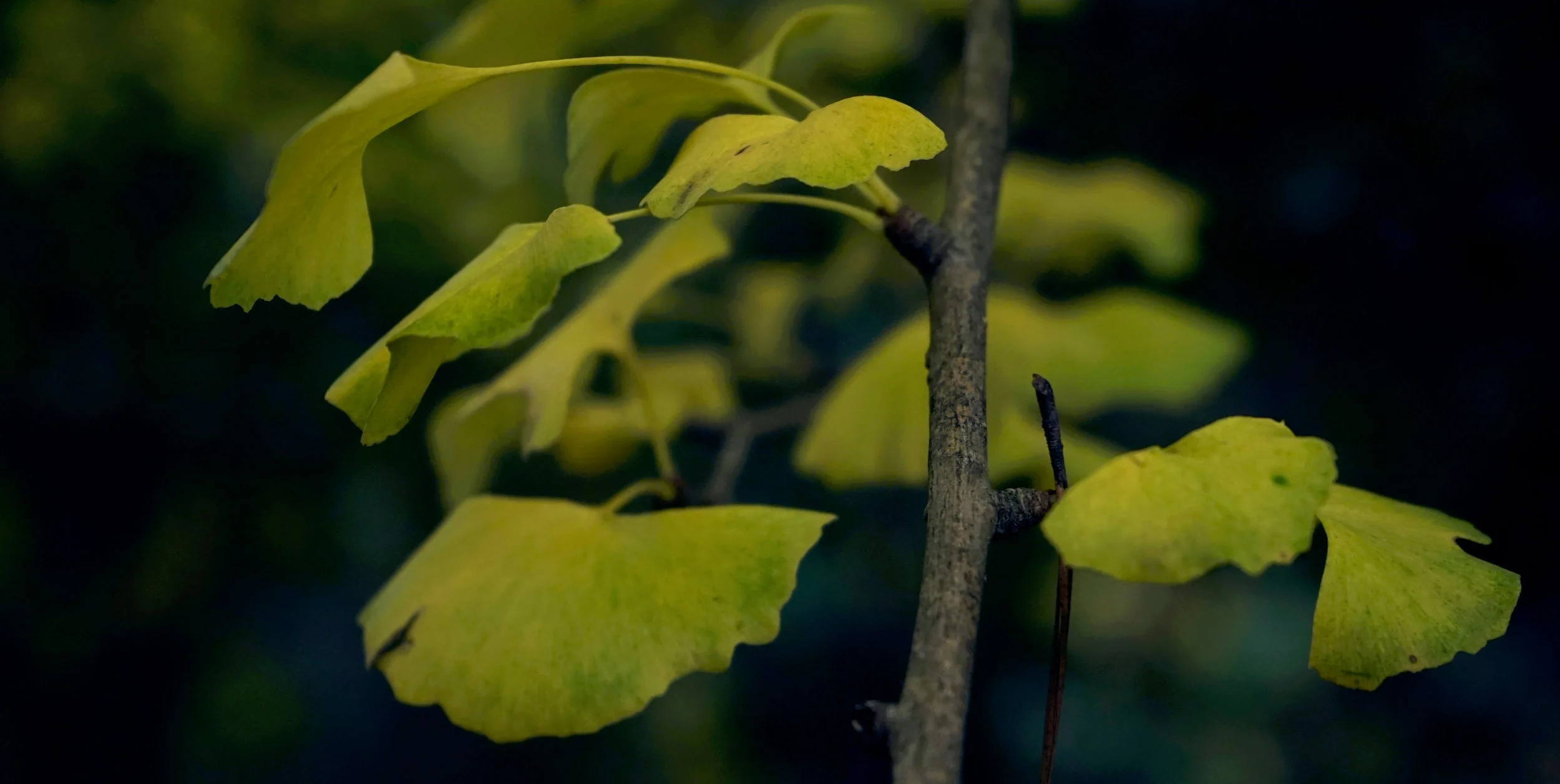 ginkocolor6x12.jpg