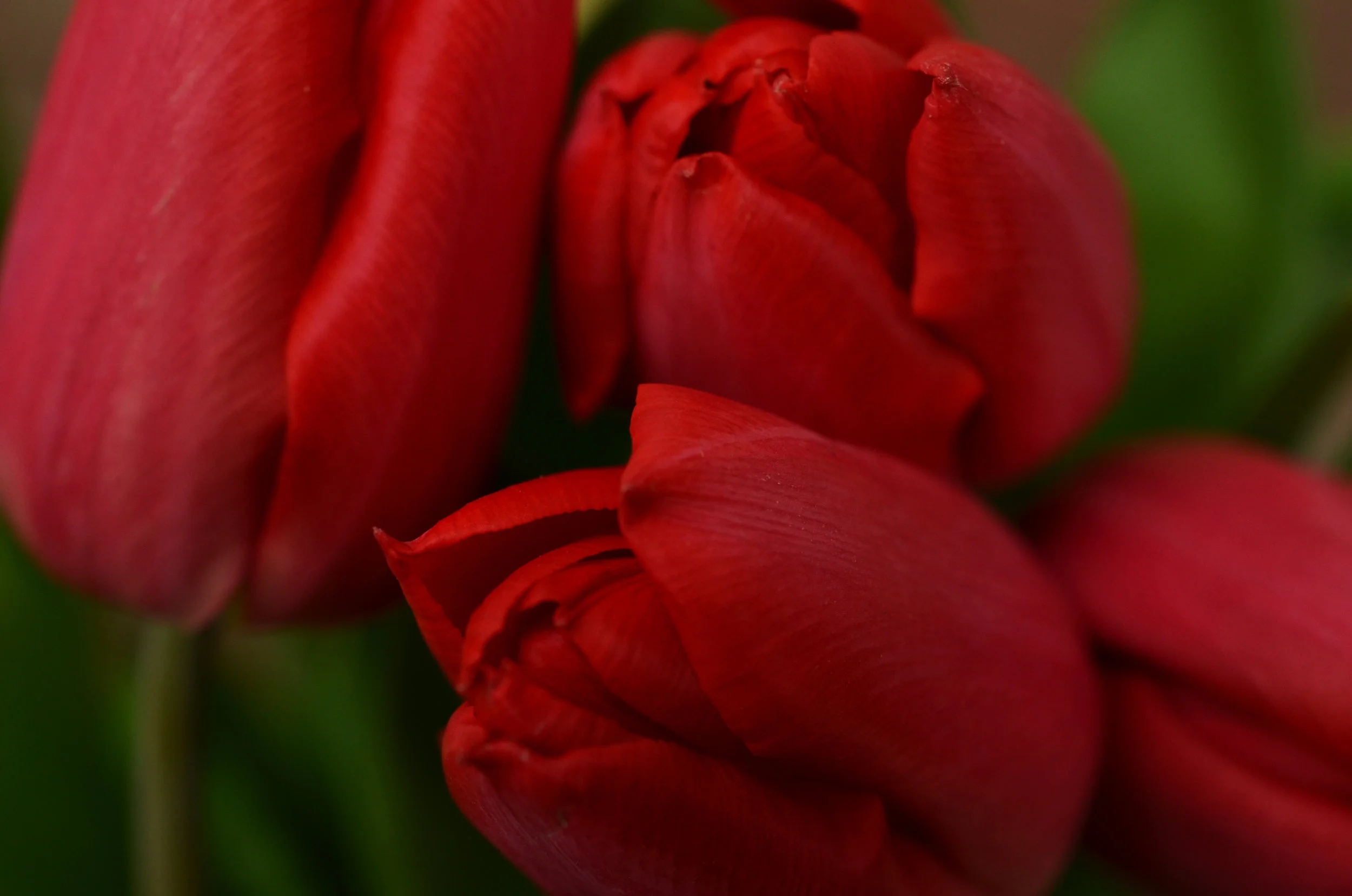 tulips2.jpg
