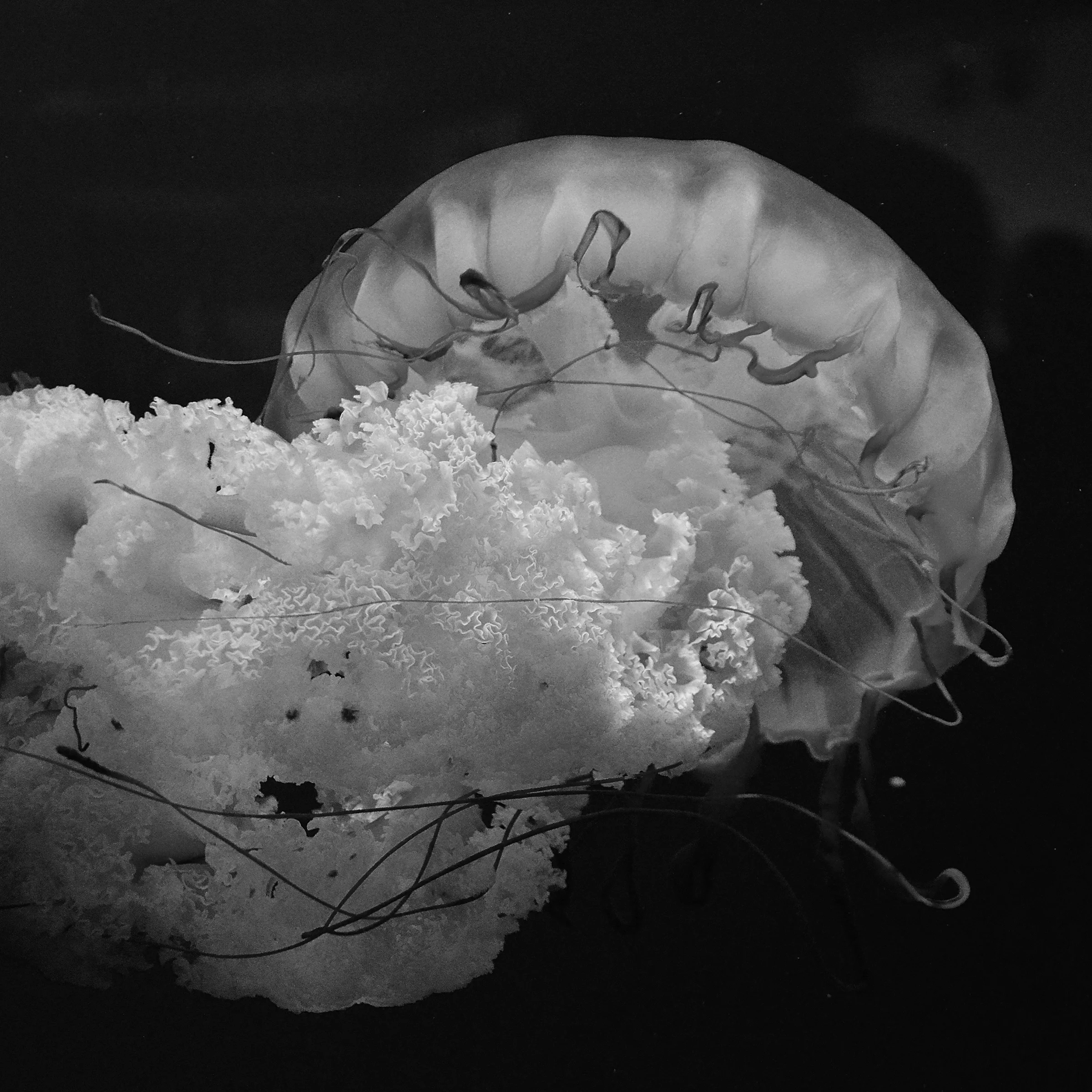 bw(notone)jellyfishsquare8x8.jpg