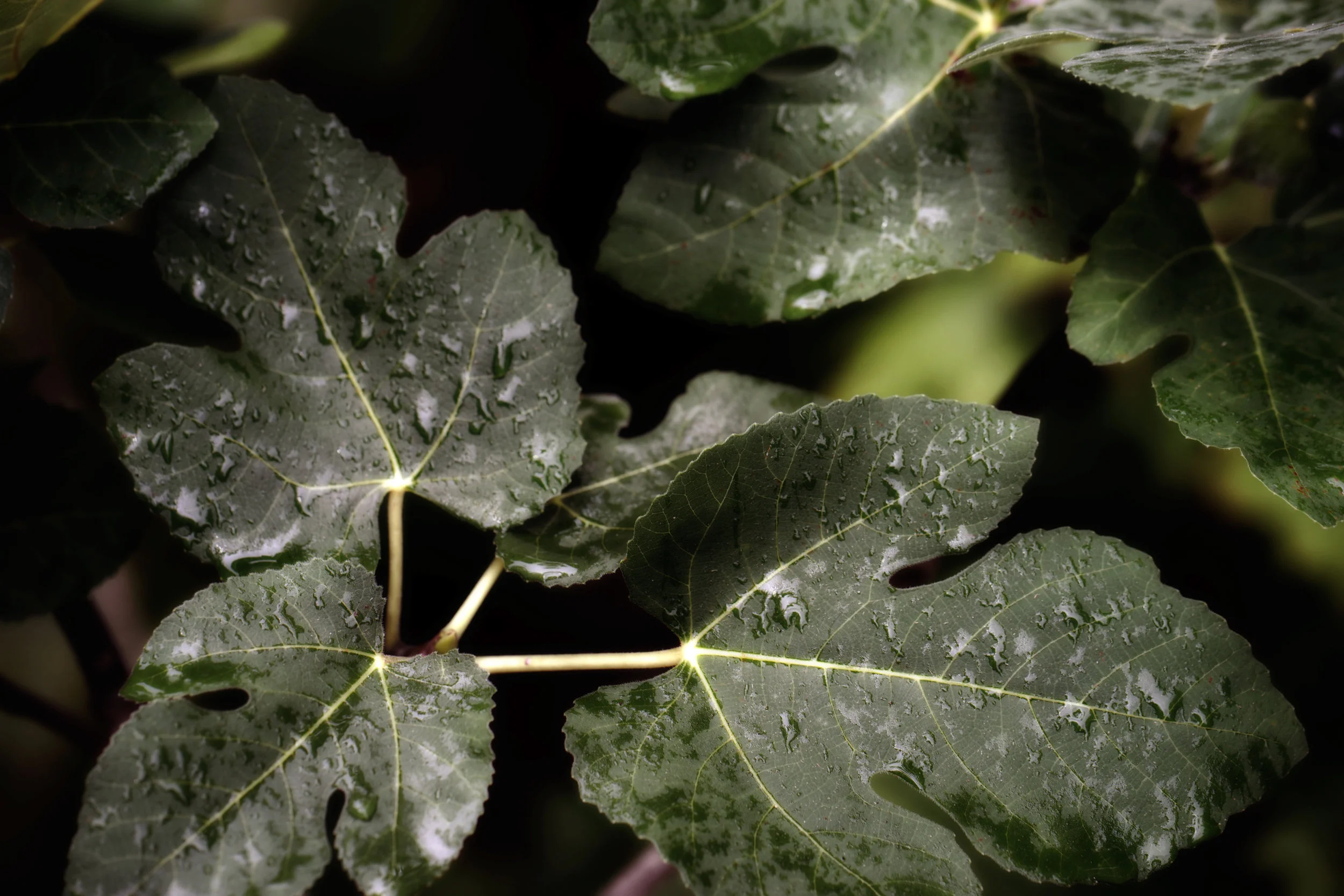 fig leaves 2.jpg