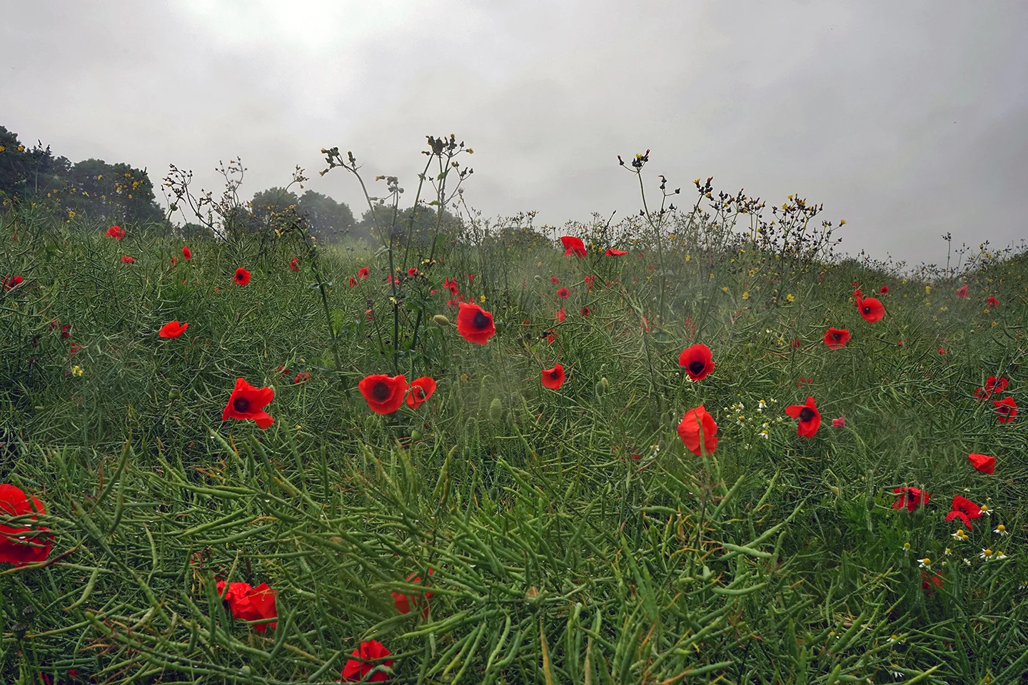 wild poppies, France