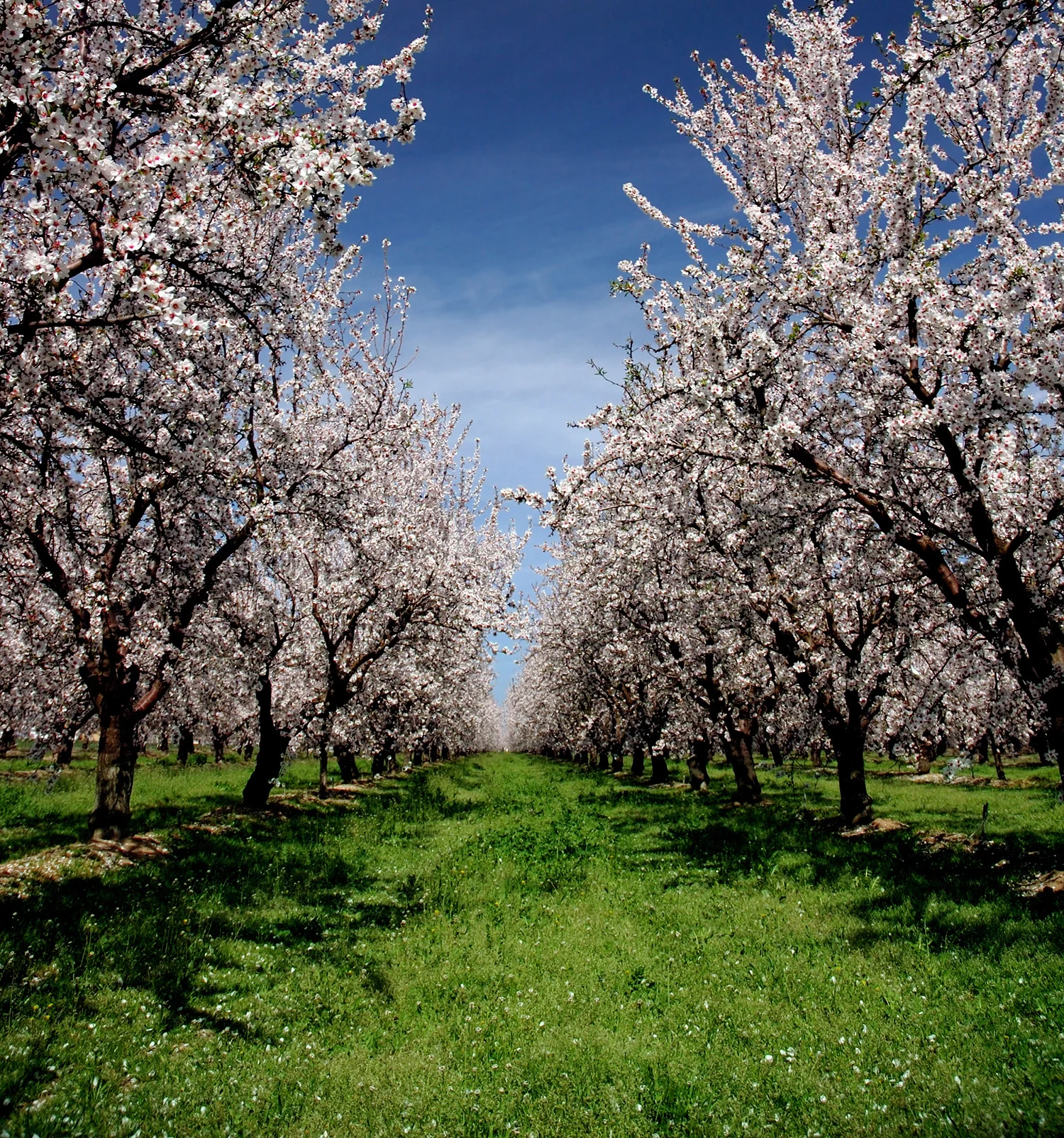 Summit_Premium_Nuts_Orchard_web.jpg