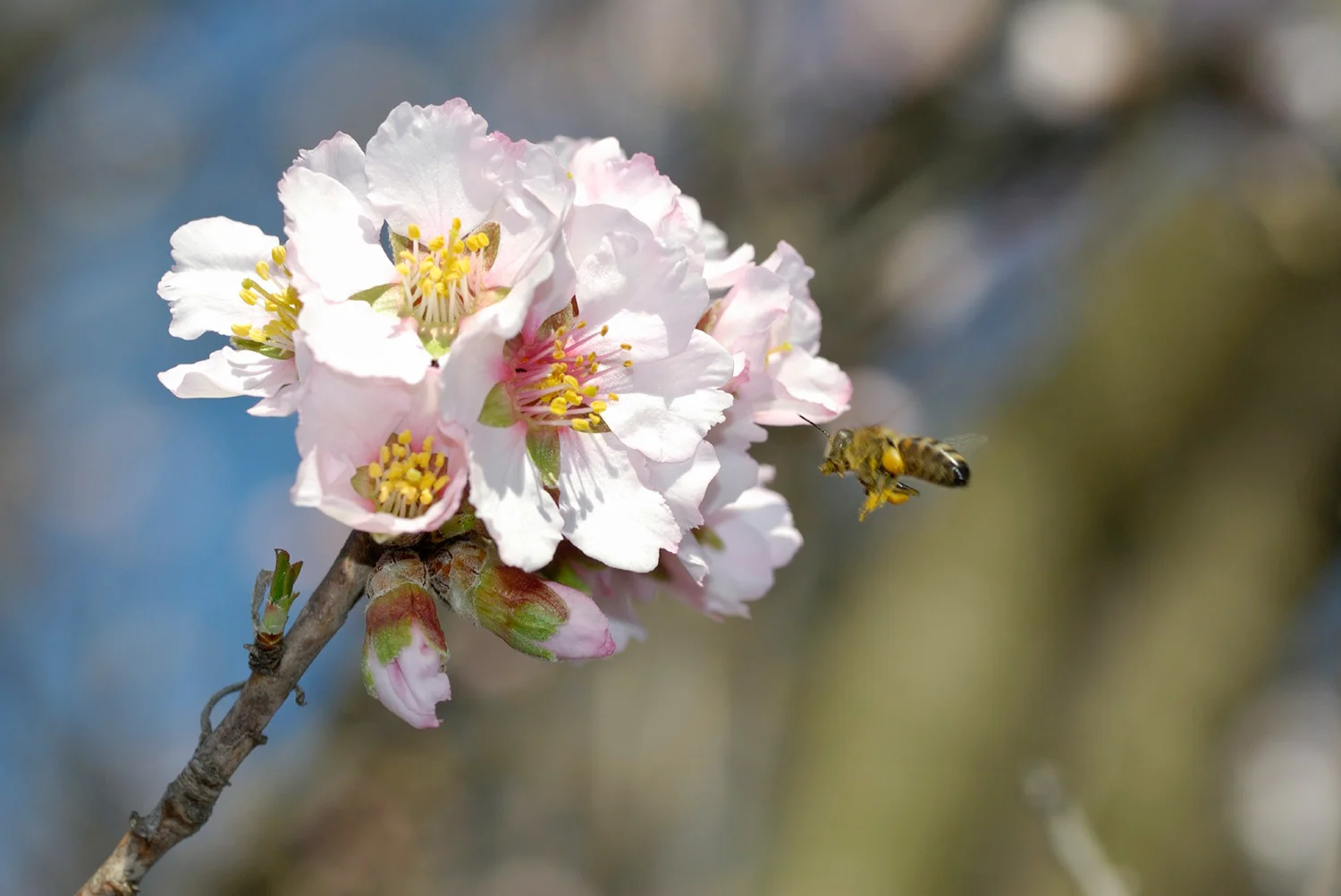 Summit_Premium_Nuts_Blossom_Bee_web.jpg