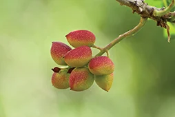 Summit_Premium_Nuts_Orchard_web.jpg