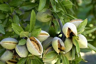 Summit_Premium_Nuts_Blossom_Bee_web.jpg