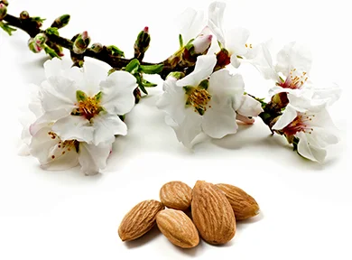 Almonds_Large_Blossom_web.jpg