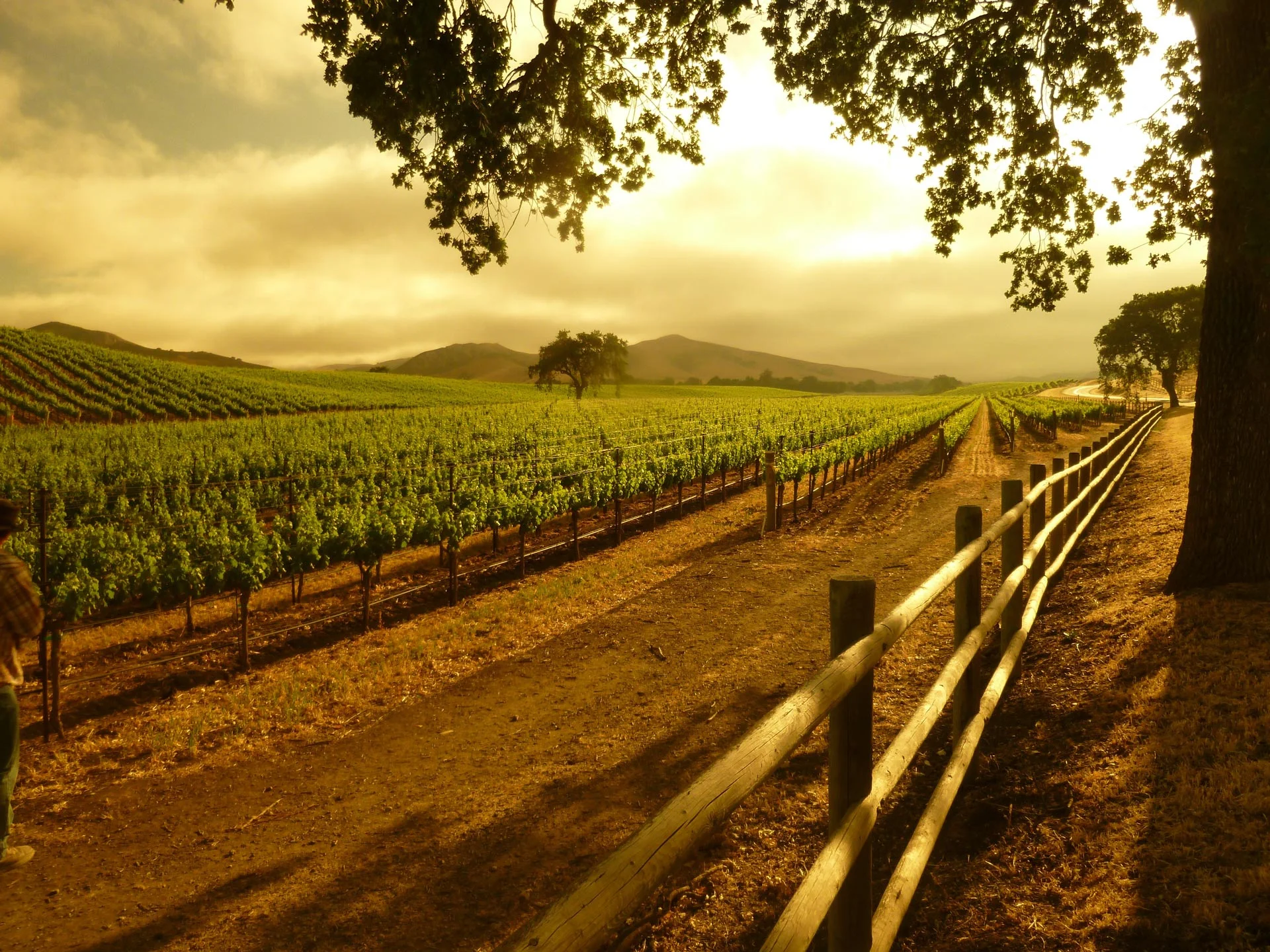 vogelzang-vineyard.jpg