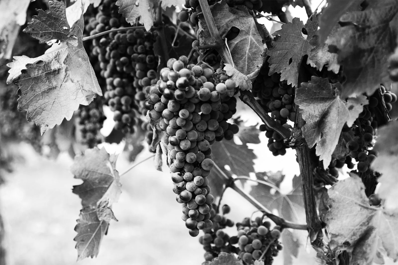 Grapes-.definitely_grapes.jpg