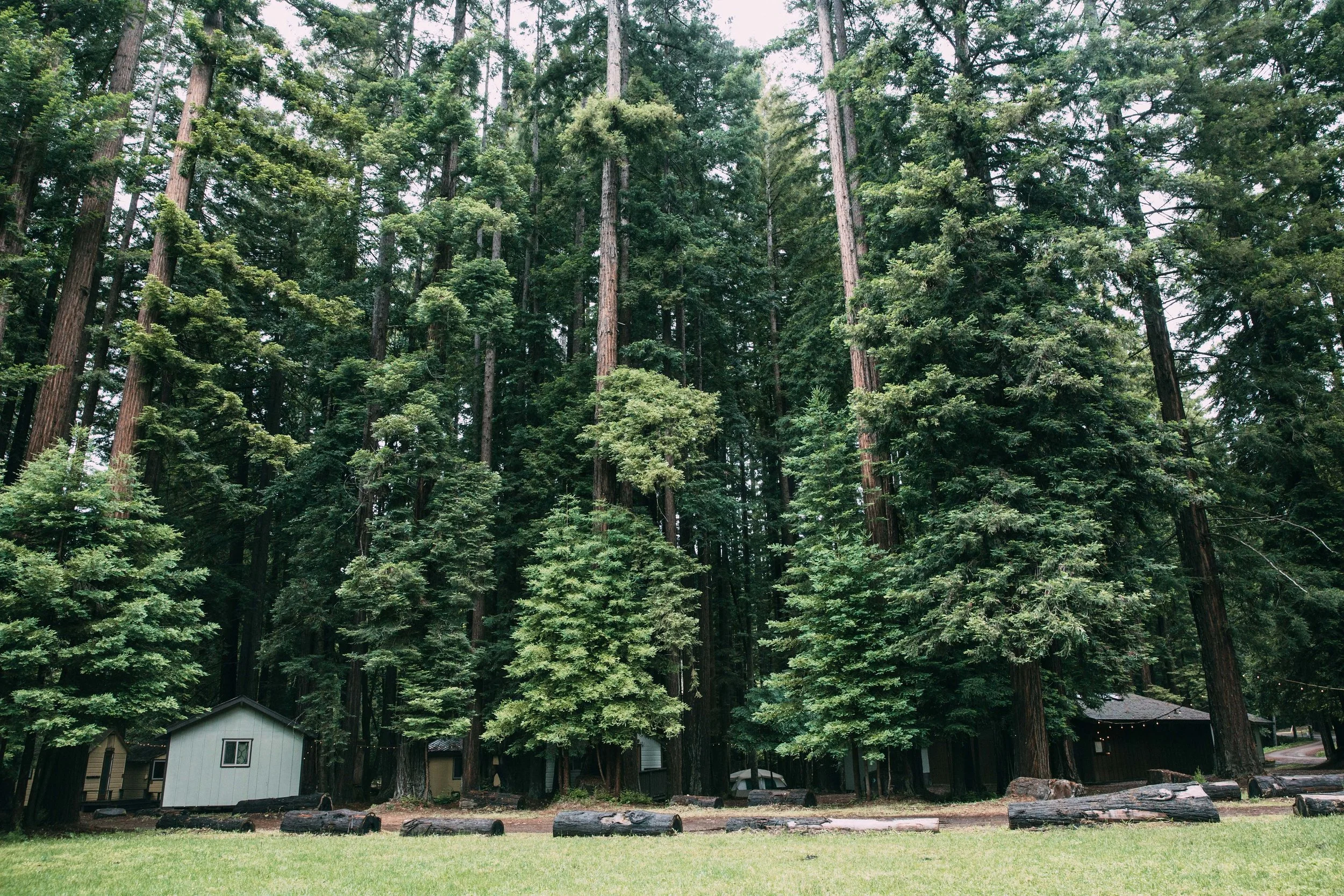 Trees and cabins.jpg