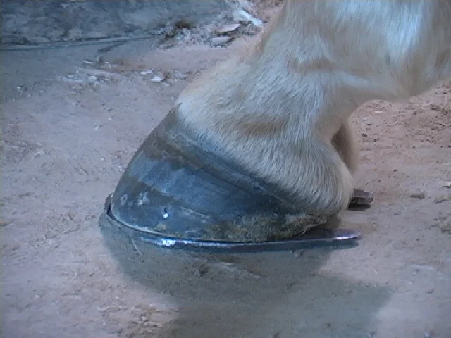 Barry Denton Shoeing the Reining Horse Clinic  3-31-08 042