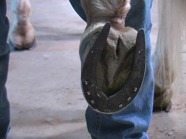 Barry Denton Shoeing the Reining Horse Clinic 3-31-08 045