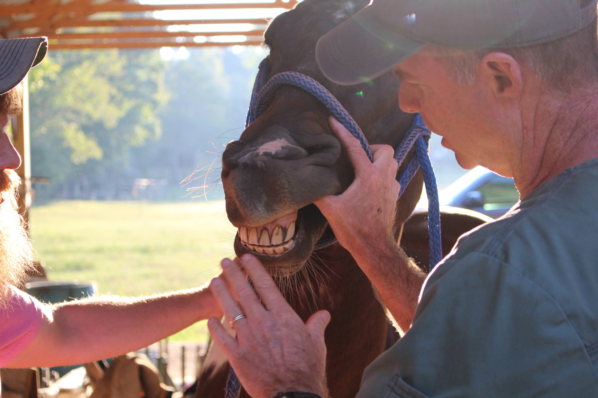 A class held at BWFA headquarters involving the study, diagnosis, prevention, and treatment of diseases, disorders and conditions of the oral cavity in a horse.