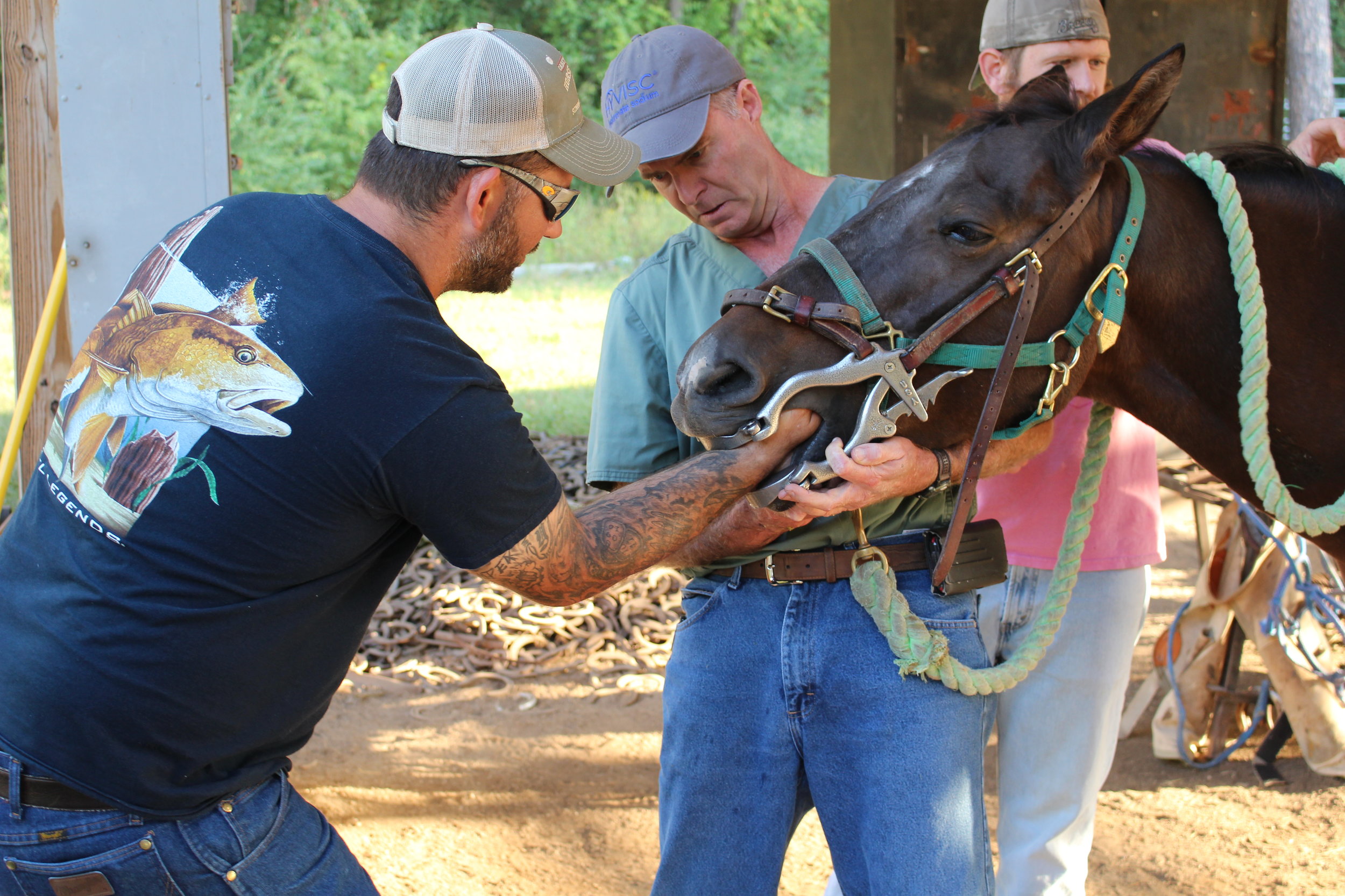 Understanding every aspect of a horses health always leads to a prosperous farrier.