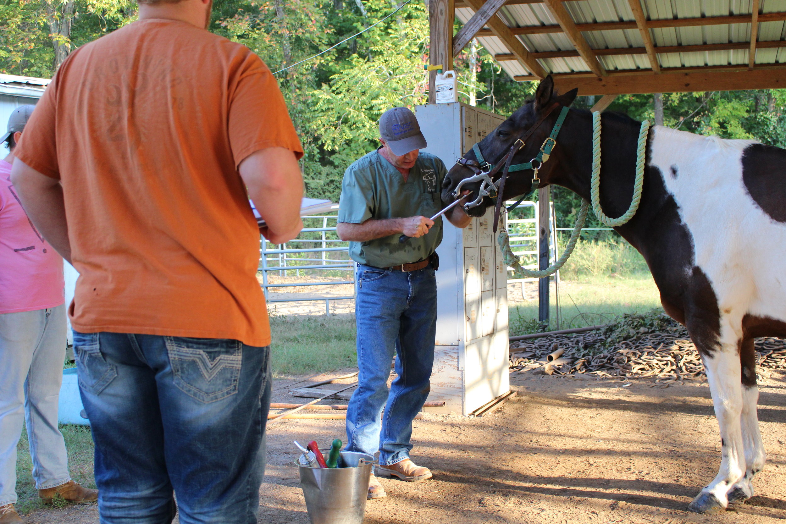 An equine dentist shows the procedure of rasping, also known as floating.