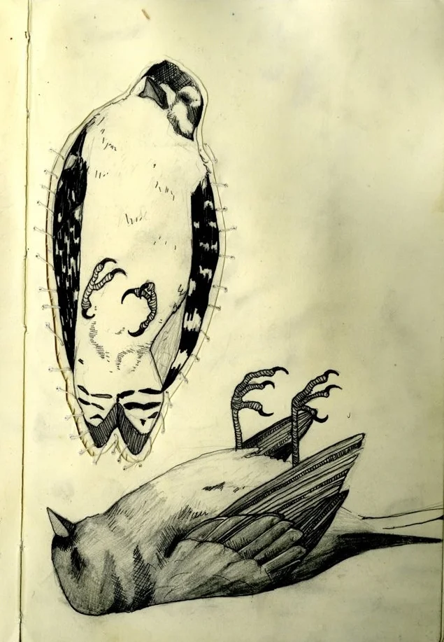 birds.jpg