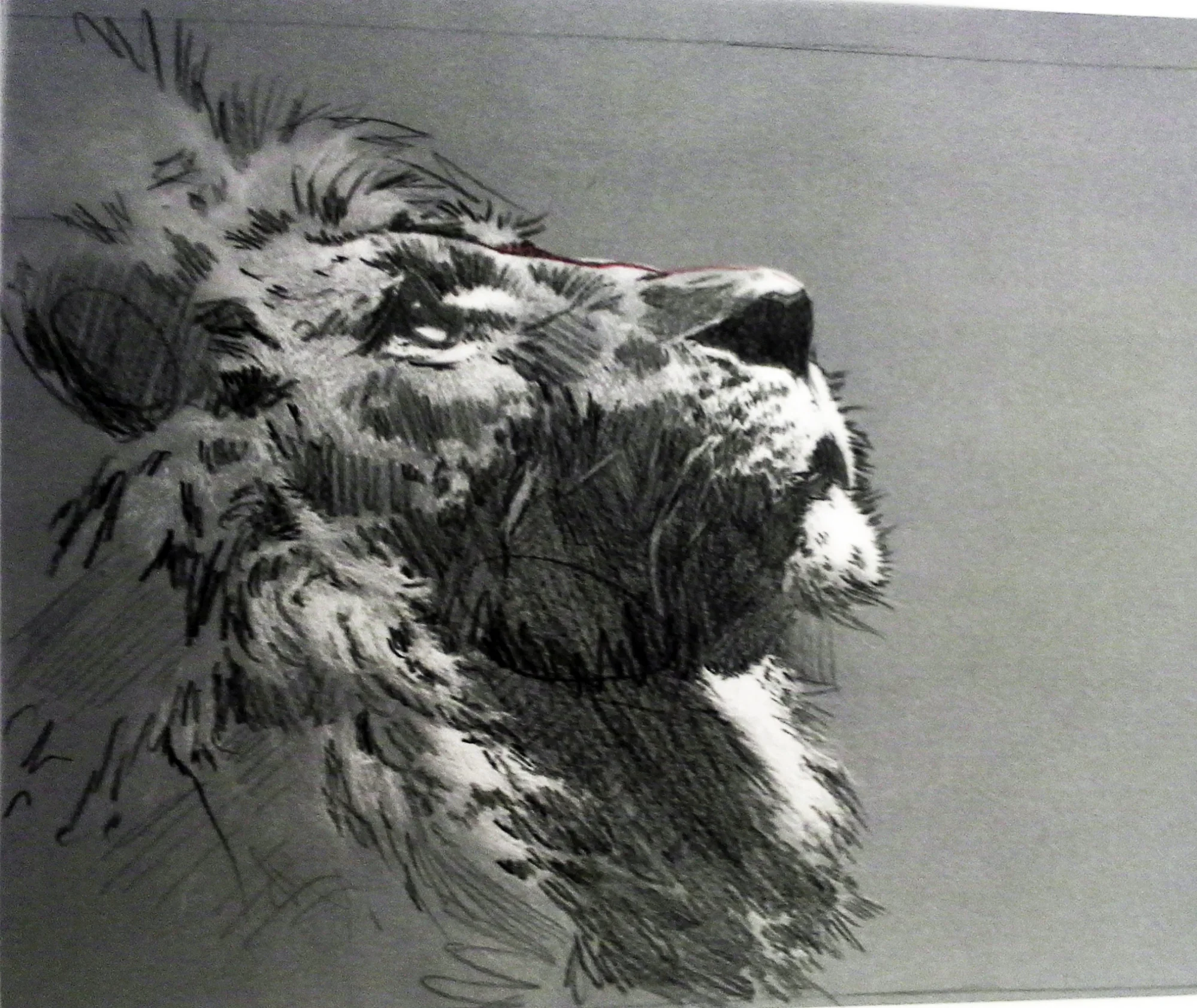 edited lion.jpg