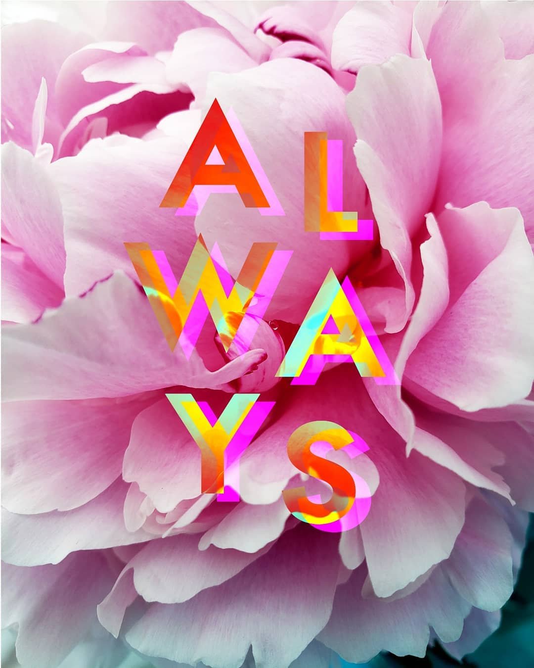 𝘈𝘭𝘸𝘢𝘺𝘴 - peonies are one of my all time favorite flowers
.
.
.
.
.
.
#beautiful #thehappynow #thatsdarling #artistsoninstagram #floral #friendsgofarthertogether #imadethis #mywork #visualart #design #typography #styling #lifestyle #home #psychd
