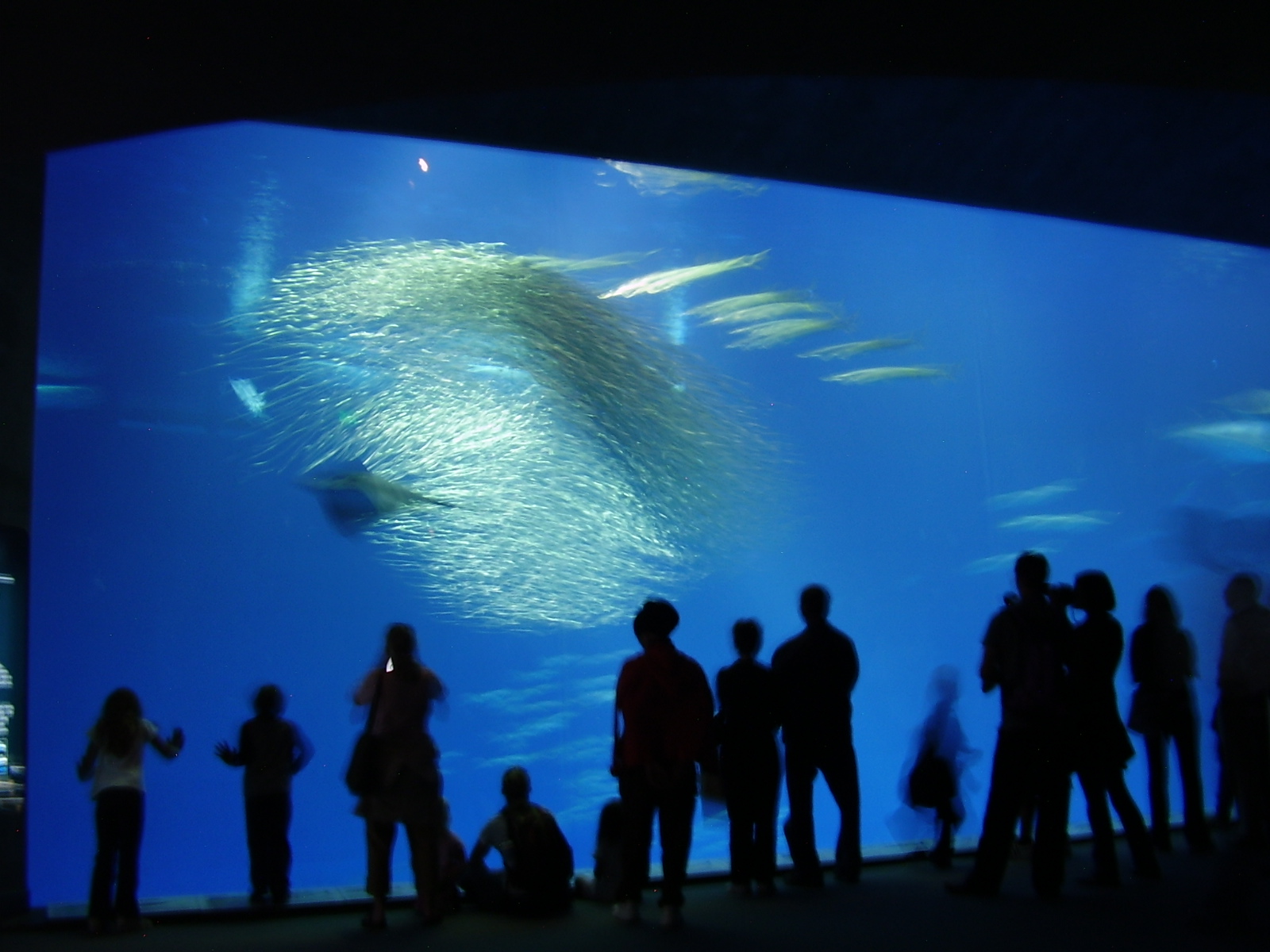 monterey bay aquarium.JPG