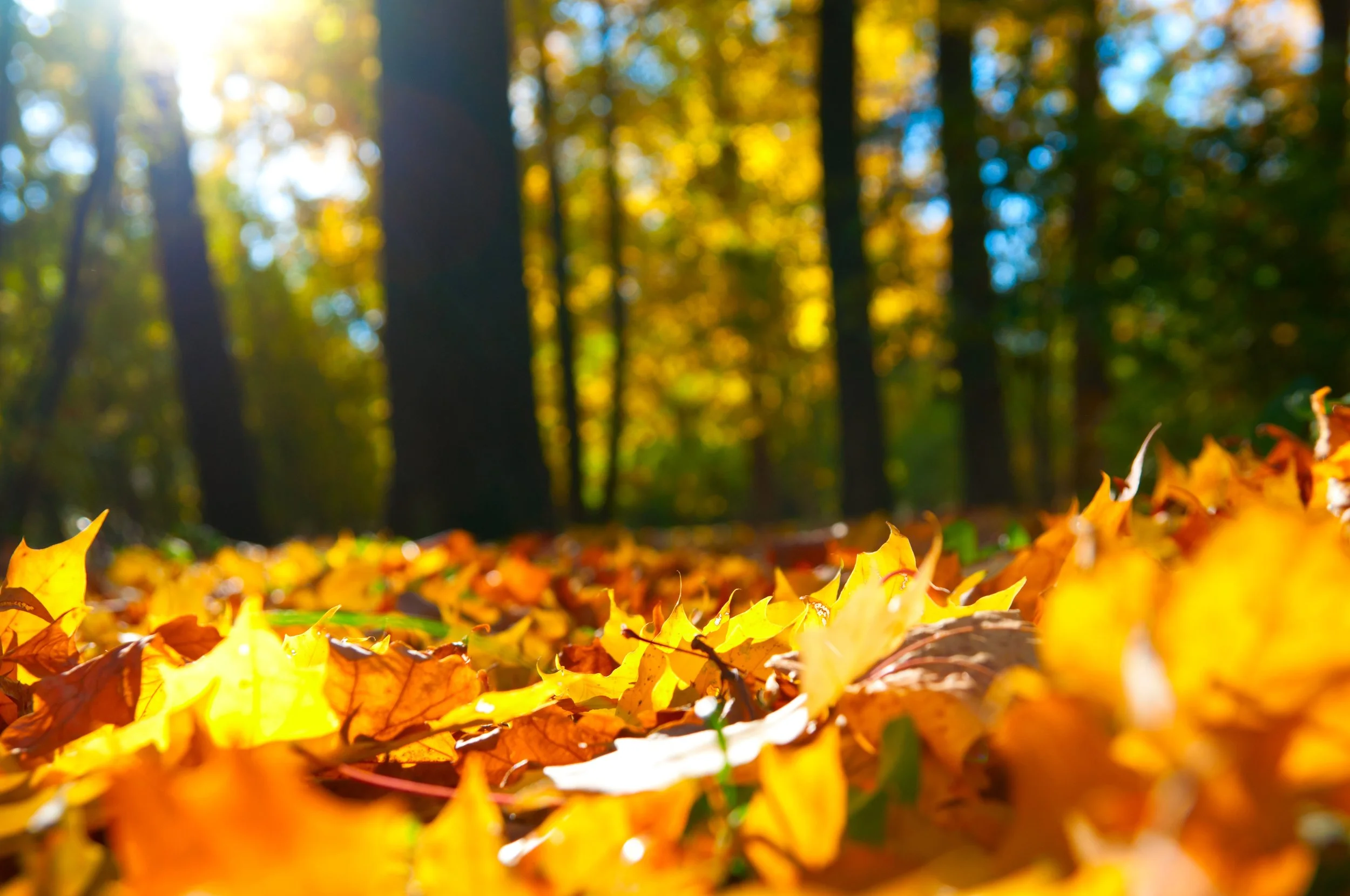 October Events on The Monterey Peninsula