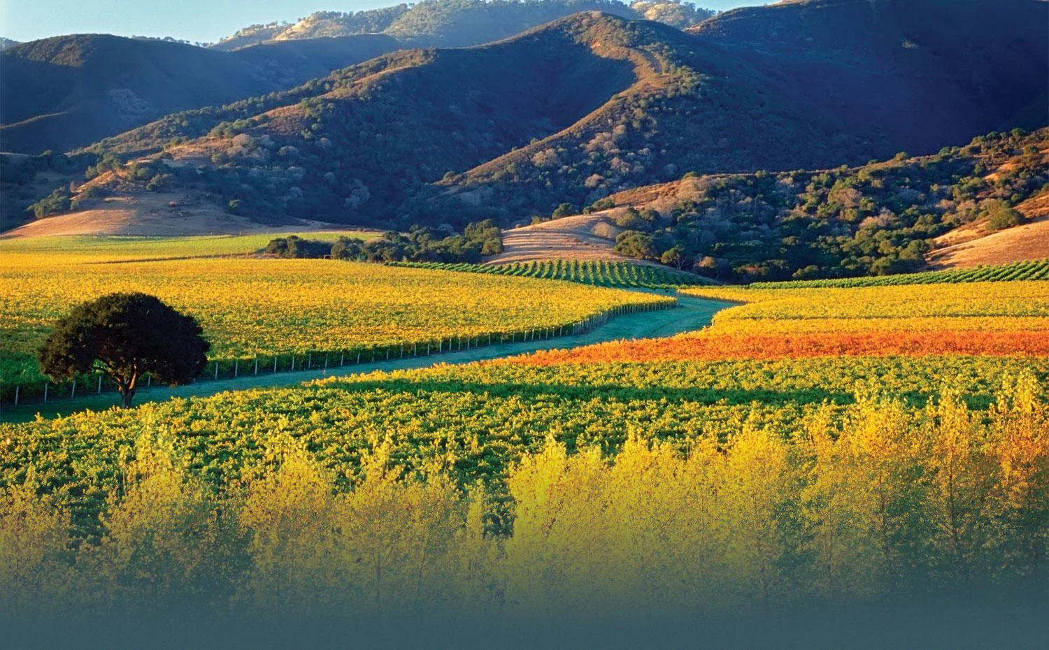 CarmelValleyVines.jpg
