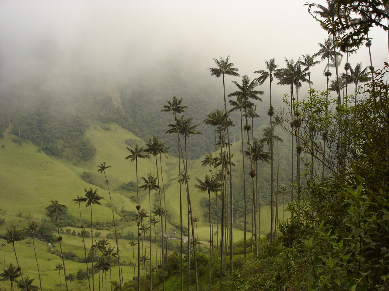 The Valley of Cocora, how gorgeous is this view? Image Source: Wikipedia