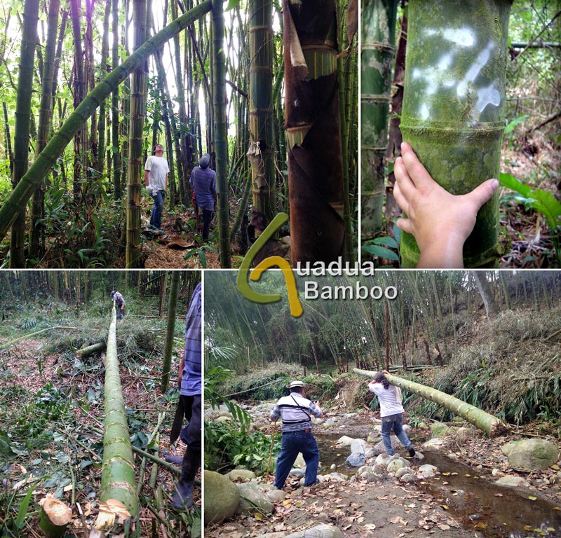 Selection and Harvest of Guadua Bamboo Poles in Colombia. Image Source: www.guaduabamboo.com