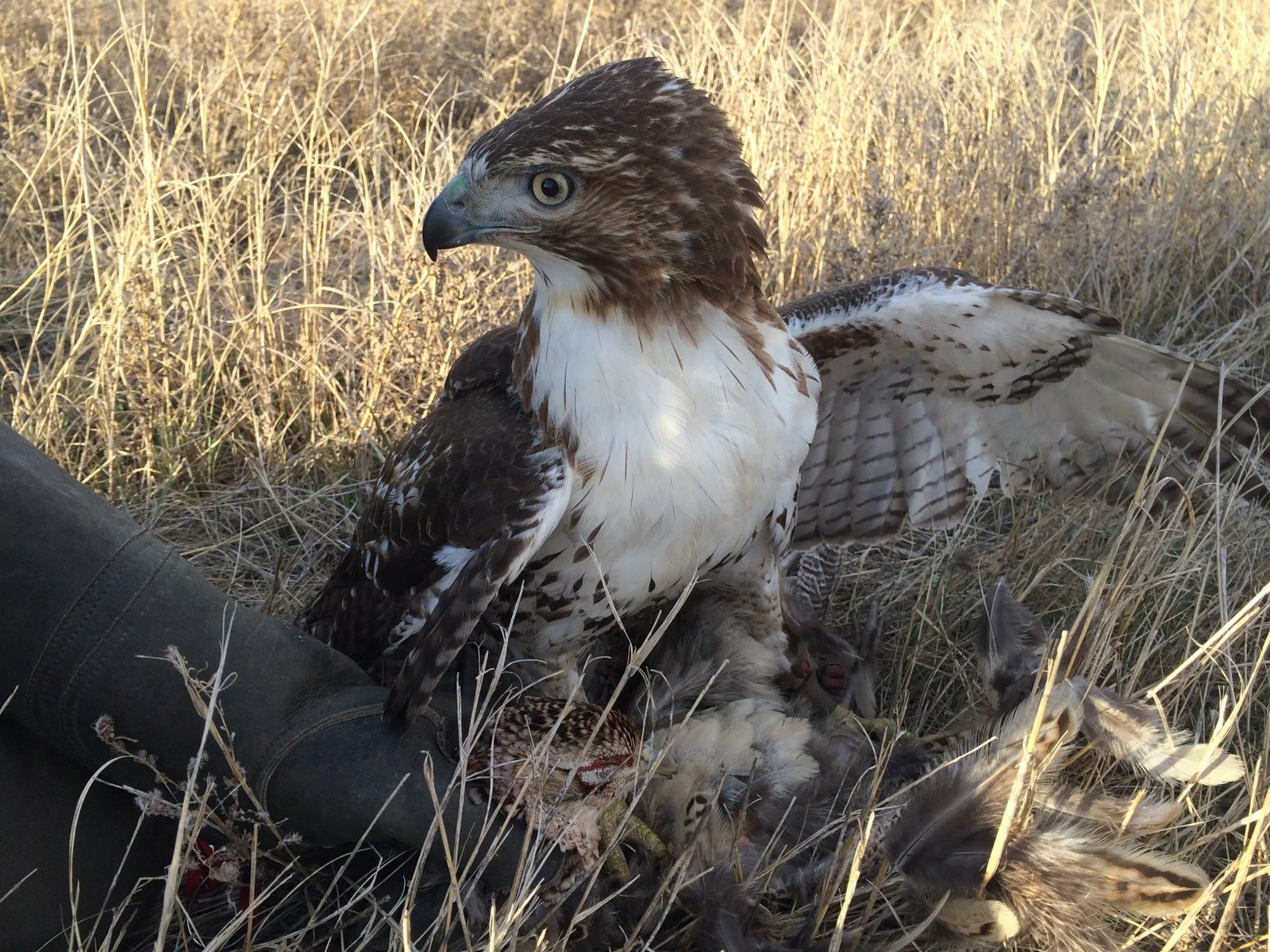 1-Feroce with Pheasant.JPG