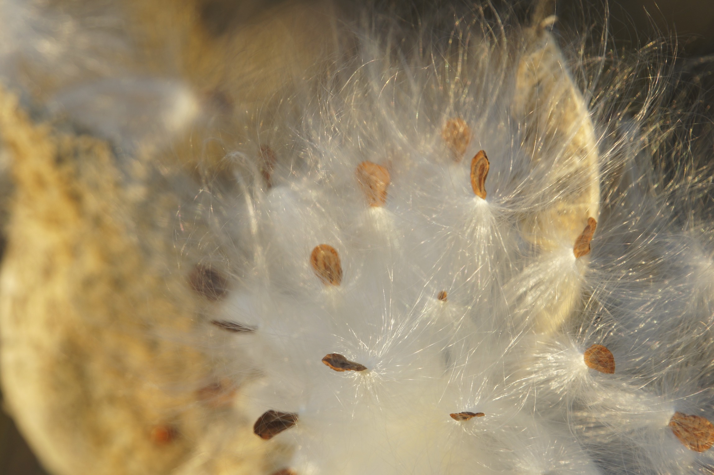 Milk Weed