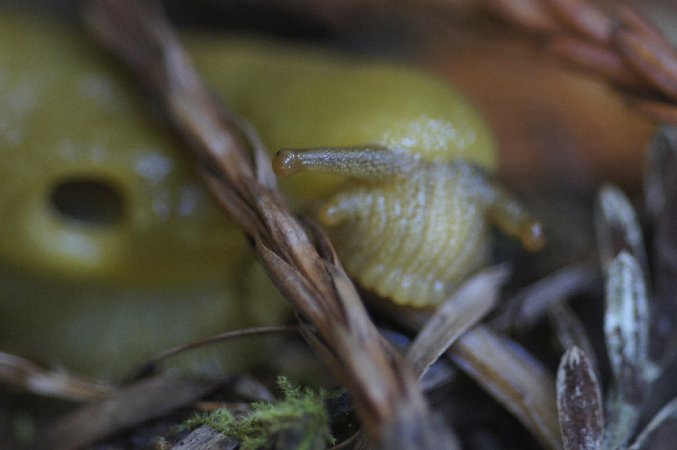 Banana Slug