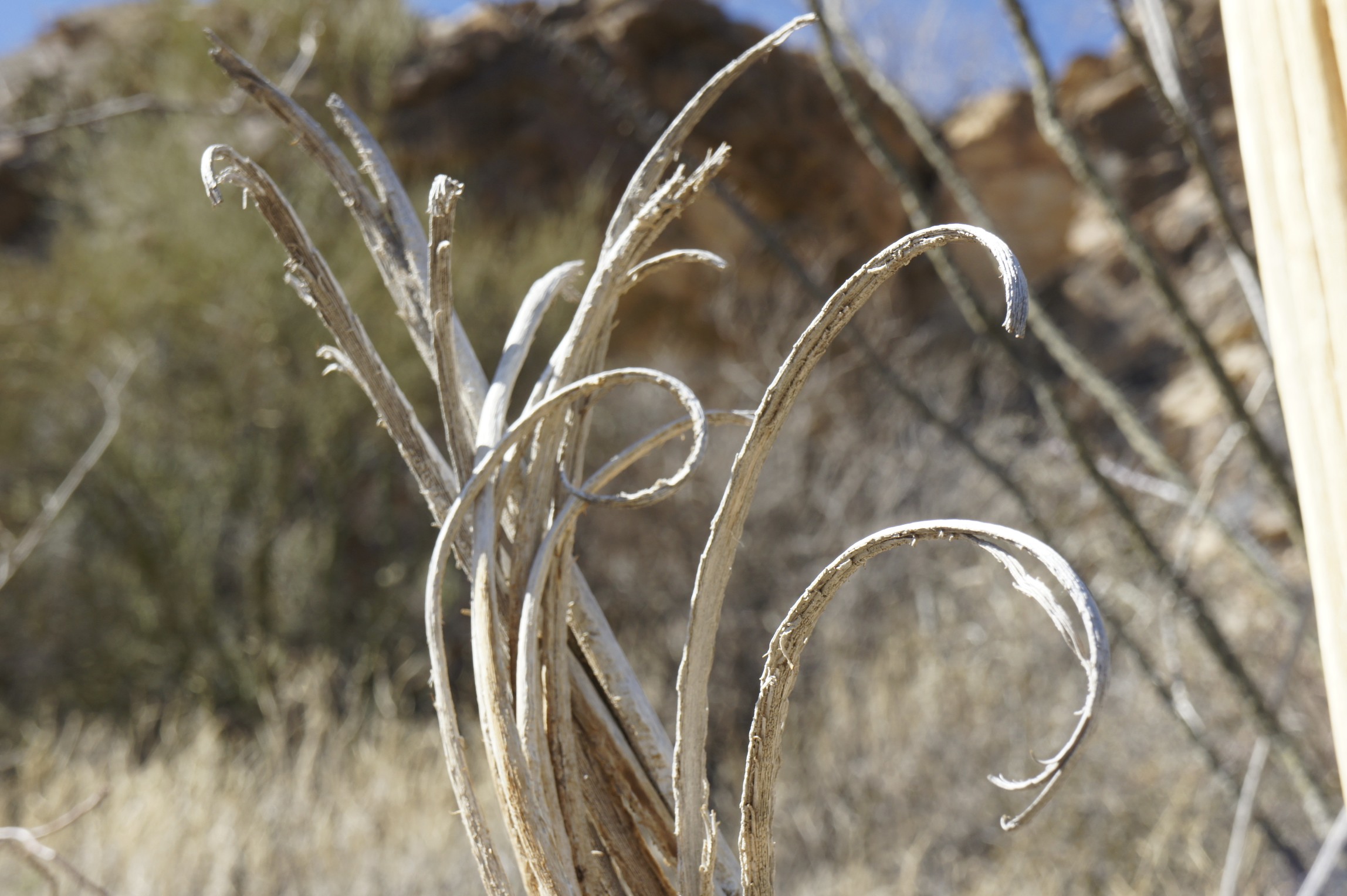 Saguaro bones