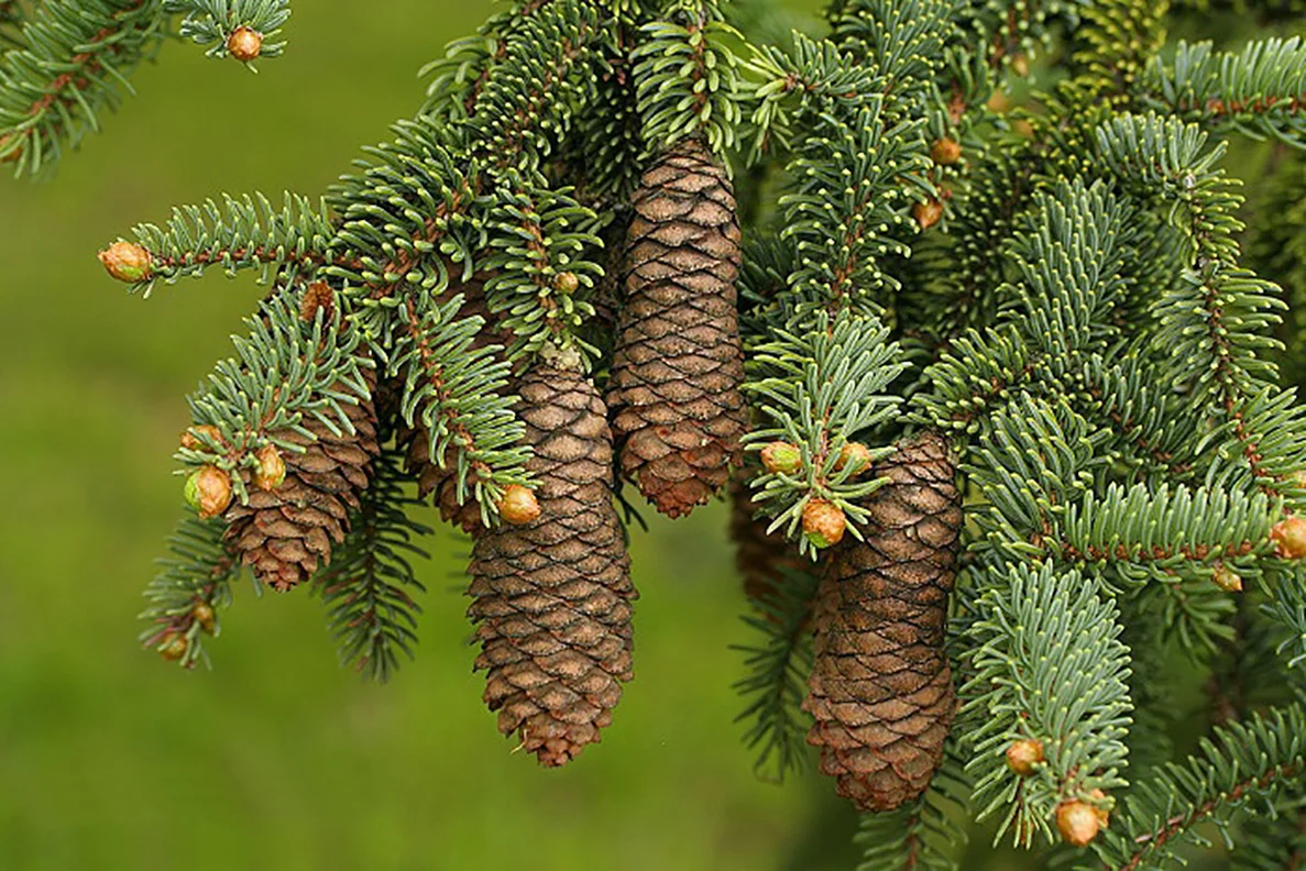 Picea maximowiczii 1.jpg