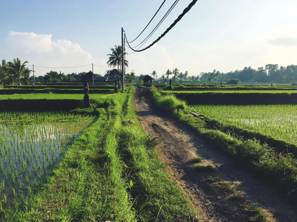 Rice Fields in Ubud, Bali