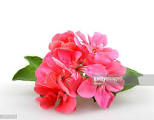 single geranium.jpeg