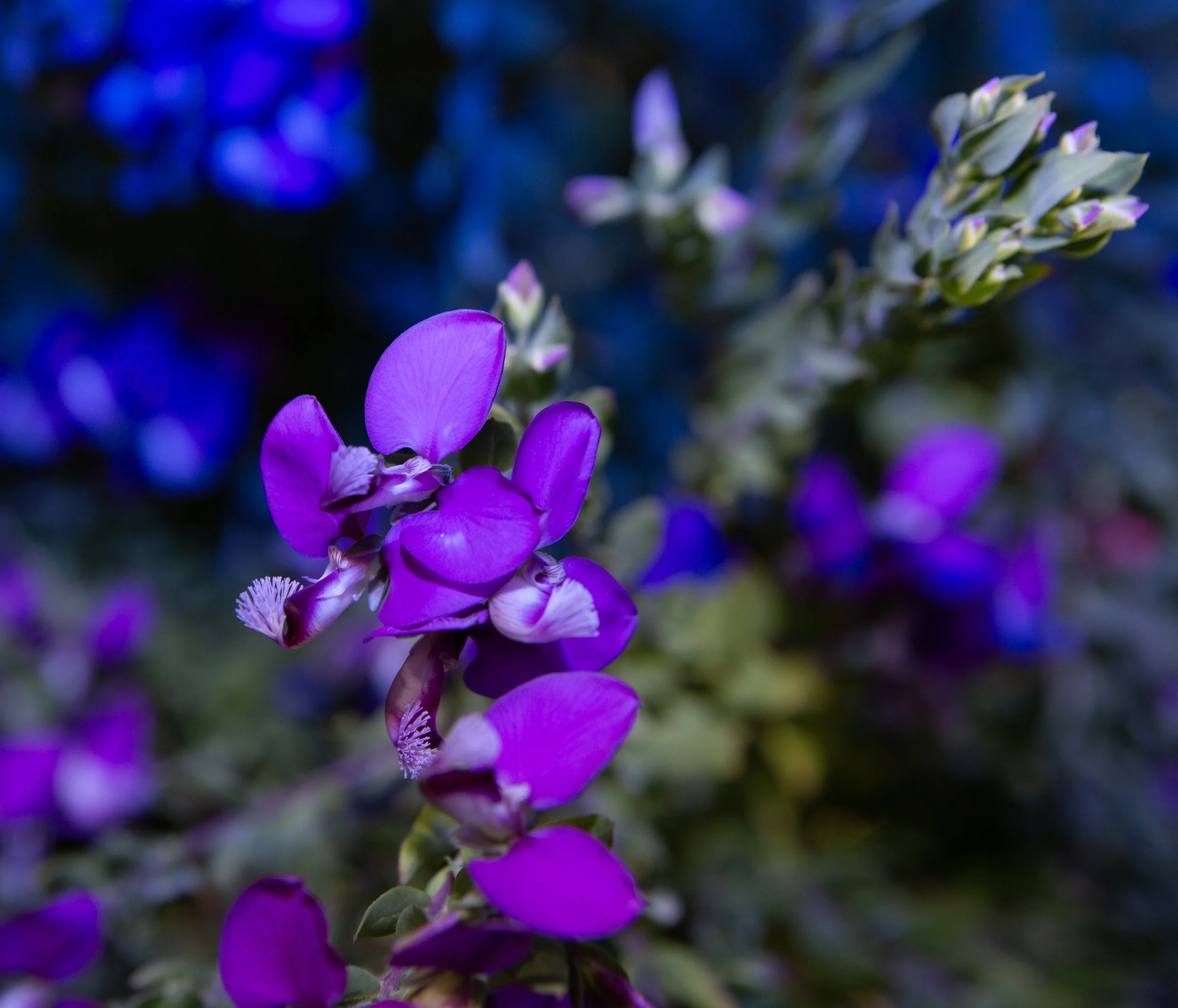 _N5L9898 copy_01.jpg