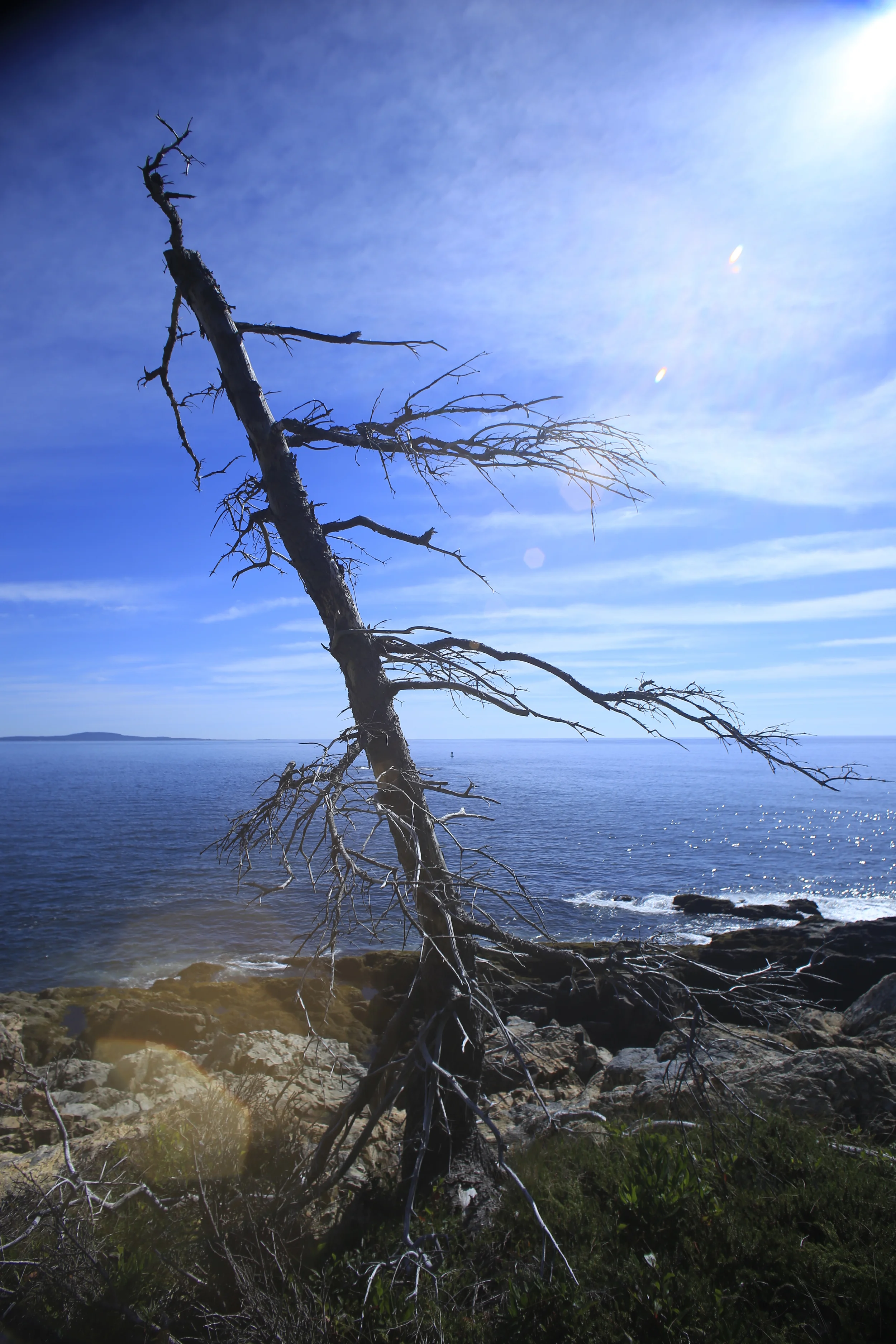 Weathered Tree