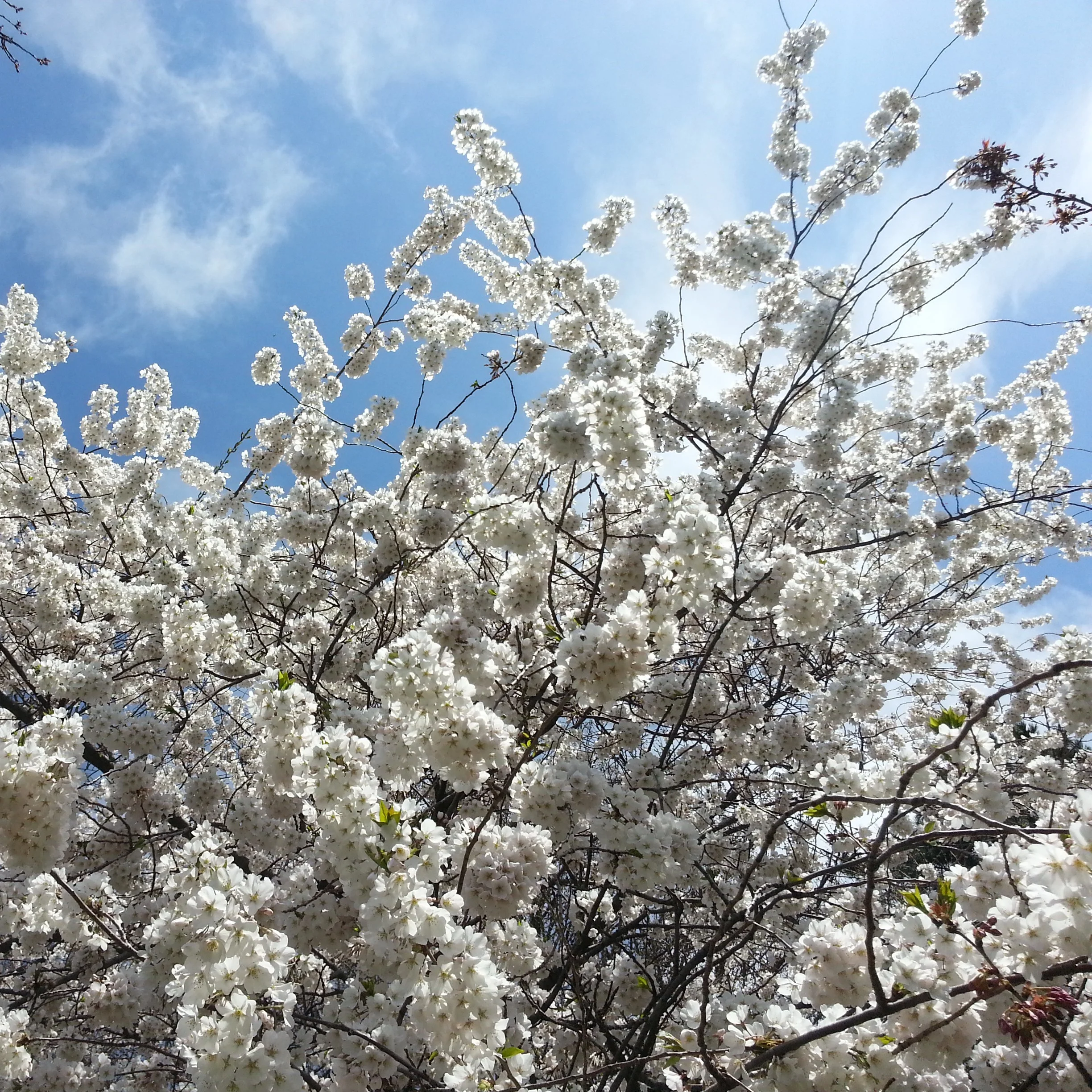 IMG_20130416_134857.jpg