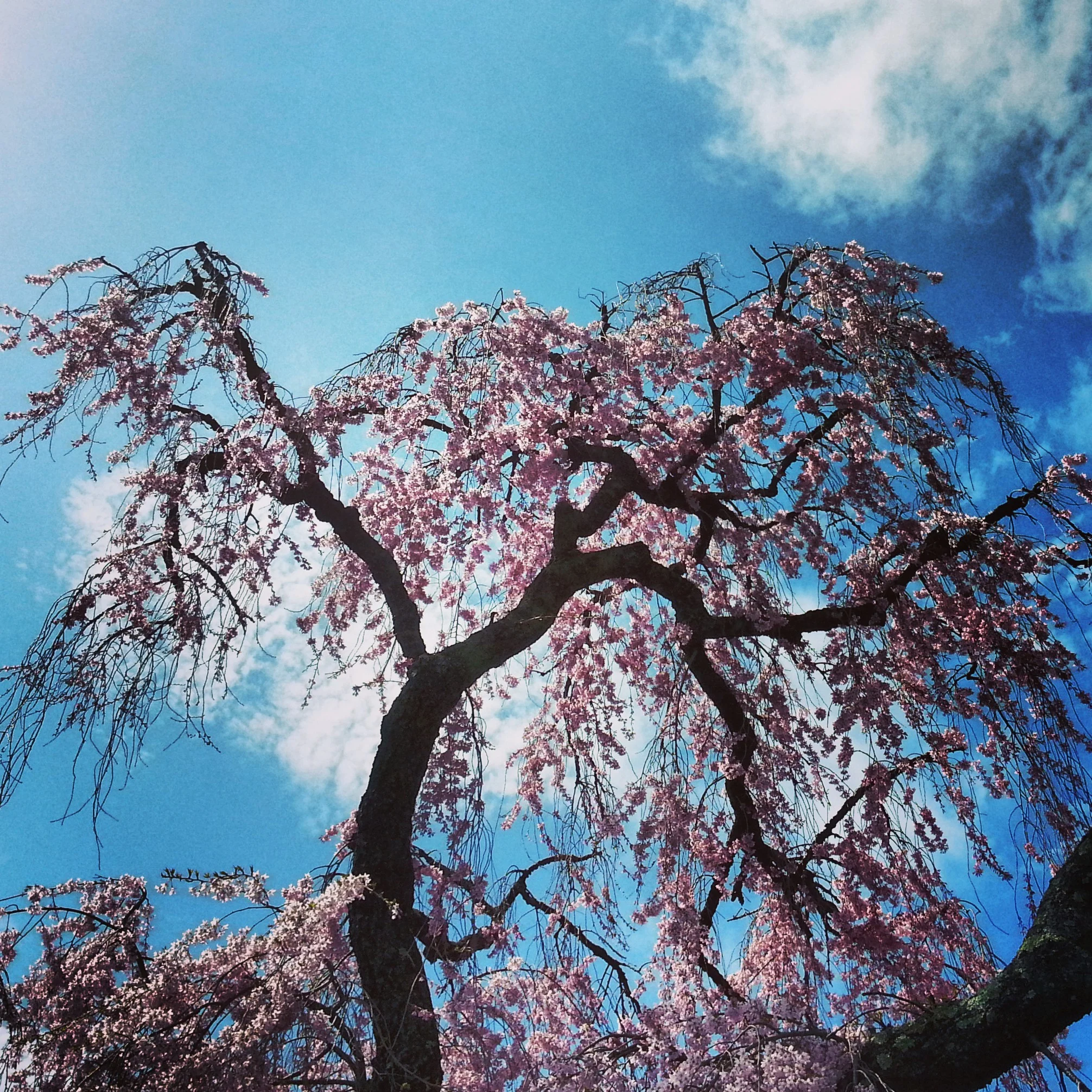 IMG_20130416_135309.jpg