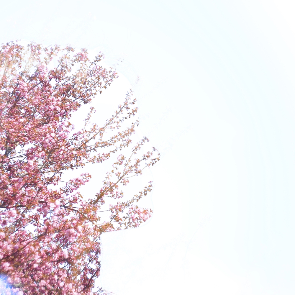Cherry Blossoms