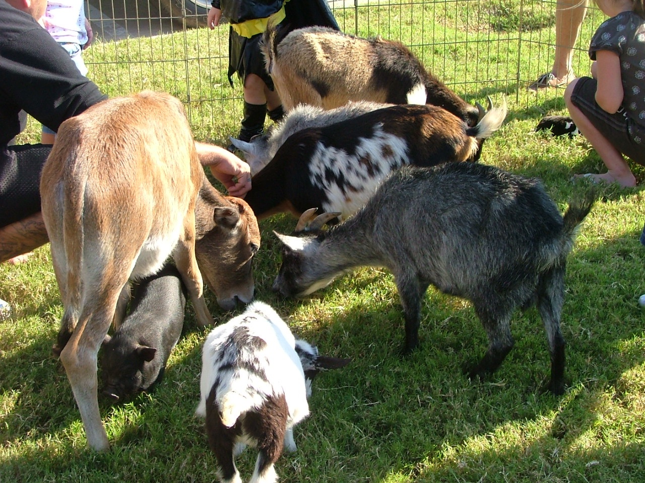 Fall Festival