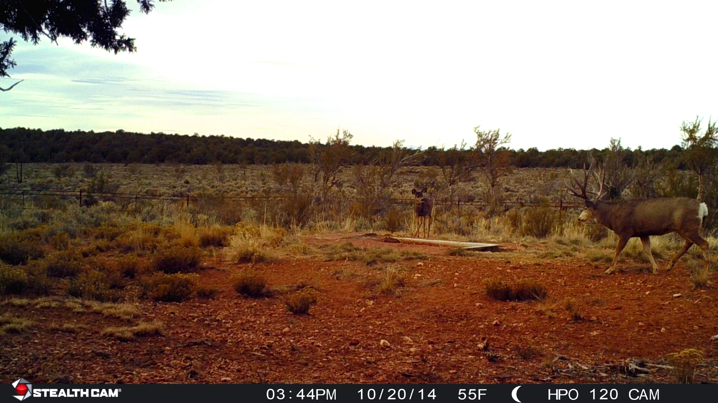 Arizona Deer Hunting — High Point Outfitters