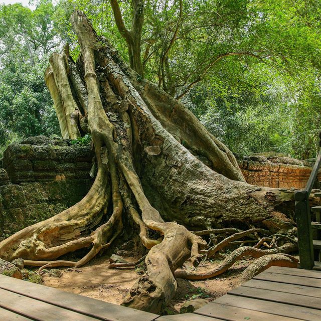 DSLR Diary - Ta Prohm: Siem Reap, Cambodia #cambodia #siemreap #taprohm #tombraider #naturereclaims #woodenleg #imwiththeband #canon #5dclassic #tokina2470 #mydslrdiary #dslrphotography #wanderingcamera #nofilter