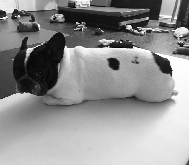 Chowder sometimes transforms into a loaf/bread bowl.  #frenchbulldog #frogdog #frenchie #frenchiesofinstagram #frenchloaf