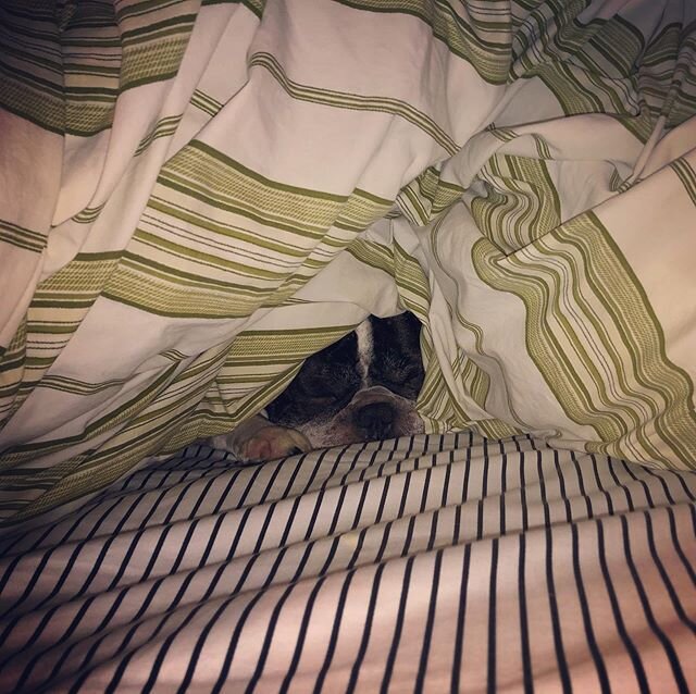 Stunning rare footage reveals elusive hibernating Frenchie Bear. #frenchiebear #hibernationmode #comfortercave #frenchbulldog #frenchiesofinstagram #macos #natgeoworthy