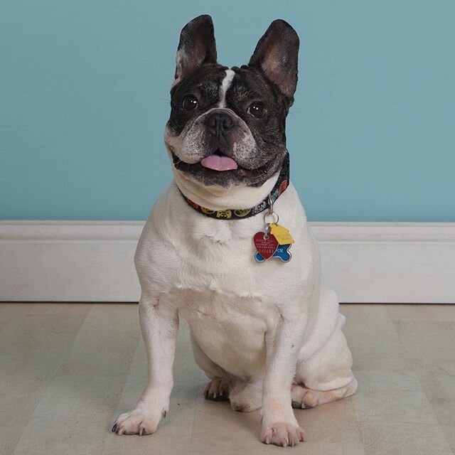 One dapper sonuvabitch!  Literally.  Thanks @builtveganstrong @saucyjack for the photo sesh!  #frenchbulldog #frenchie #frenchiesofinstagram #frogdog #batpig #handsomeboymodelingschool #lookatthisface #dapperdog