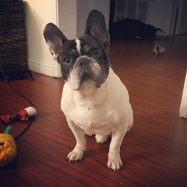 Infinitely pondering who the goodest doggo could be? 🤔 Chowder.  Duh. 🙄 #frenchbulldog #frenchiesofinstagram #goodestboy #bestestfrenchie #frogdog #batpig